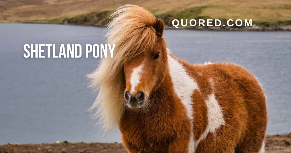 shetland pony